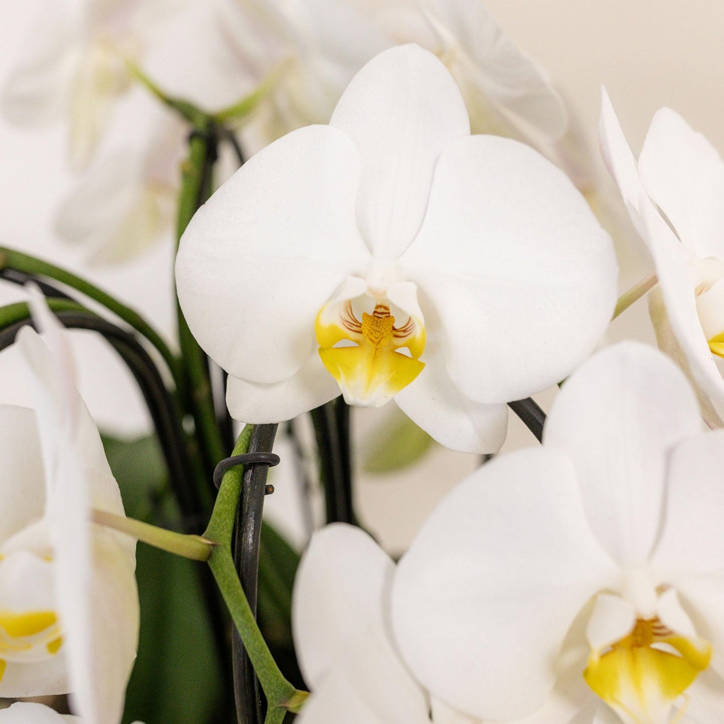 Hummingbird Orchids | white orchid set in Cotton Basket incl. water tank | three curved white orchids Niagara Fall 12cm | Mono Bouquet white with self-sufficient
