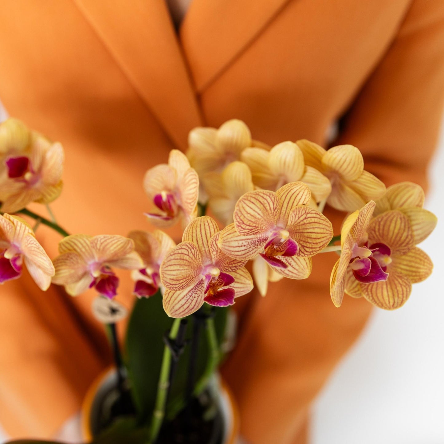 Kolibri Orchids | Orchidea Phalaenopsis arancione, dimensioni vaso Ø9cm | Giamaica | pianta da appartamento fiorita - fresca dal coltivatore