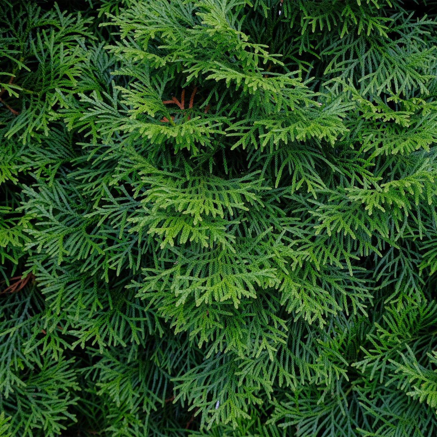 Green boutiQ - Piante da siepe - Thuja occidentalis Smaragd - foglia verde - 6 piante - 1 metro lineare - sempreverde - vaso 17cm altezza 60cm