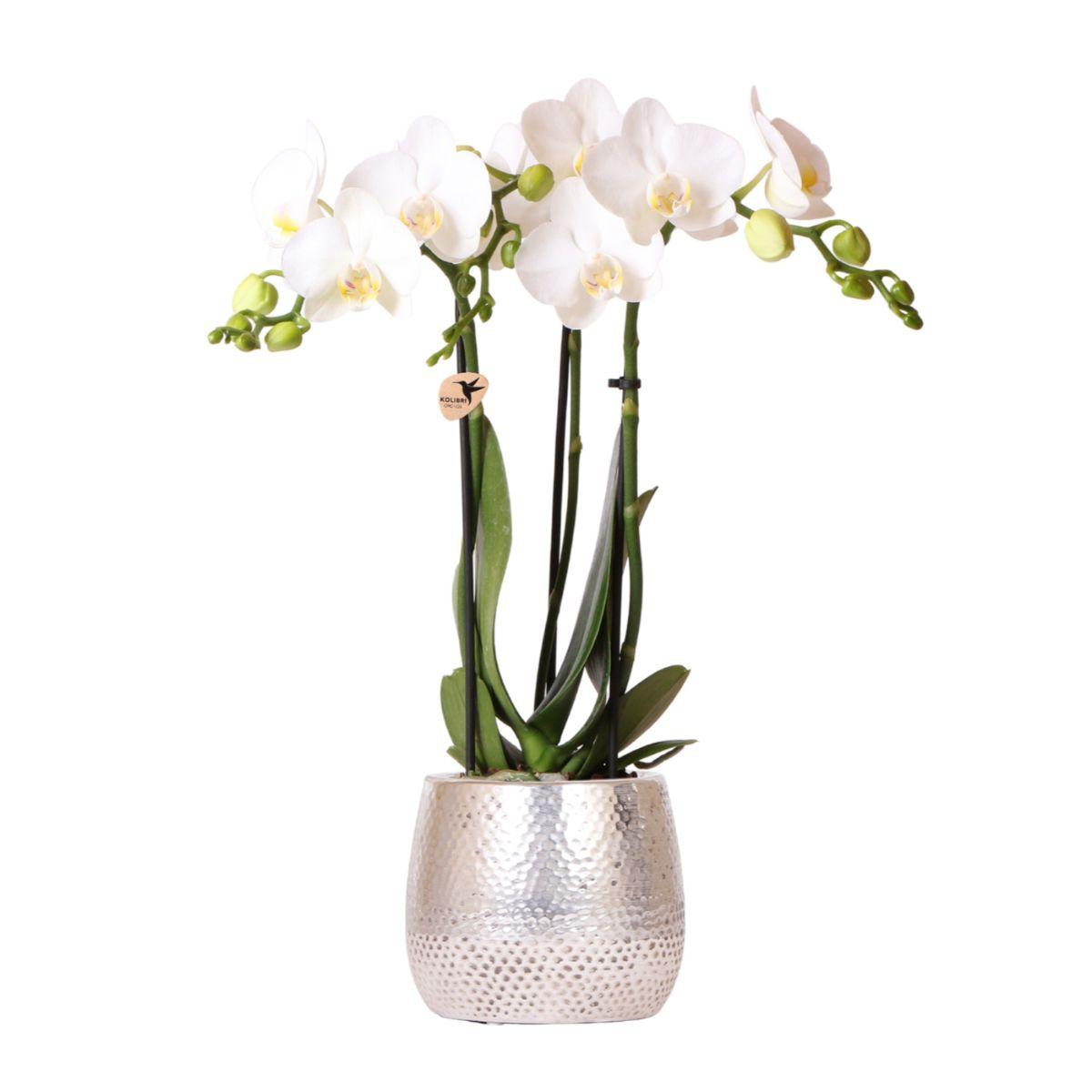 Orchidee colibrì | Orchidea Phalaenopsis bianca - Amabilis + Elite vaso argento - dimensioni vaso Ø9 cm - altezza 35 cm | pianta d'appartamento in fiore - fresca dal coltivatore