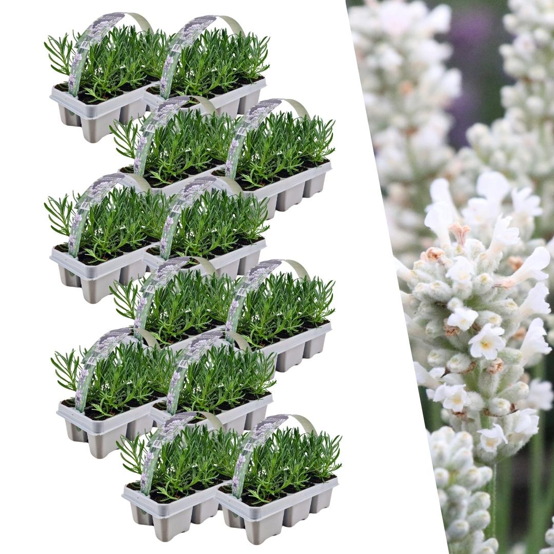 Confezione da 12 x 6 Lavanda angustifolia bianca - 72 x Ø7 cm - ↕15 cm