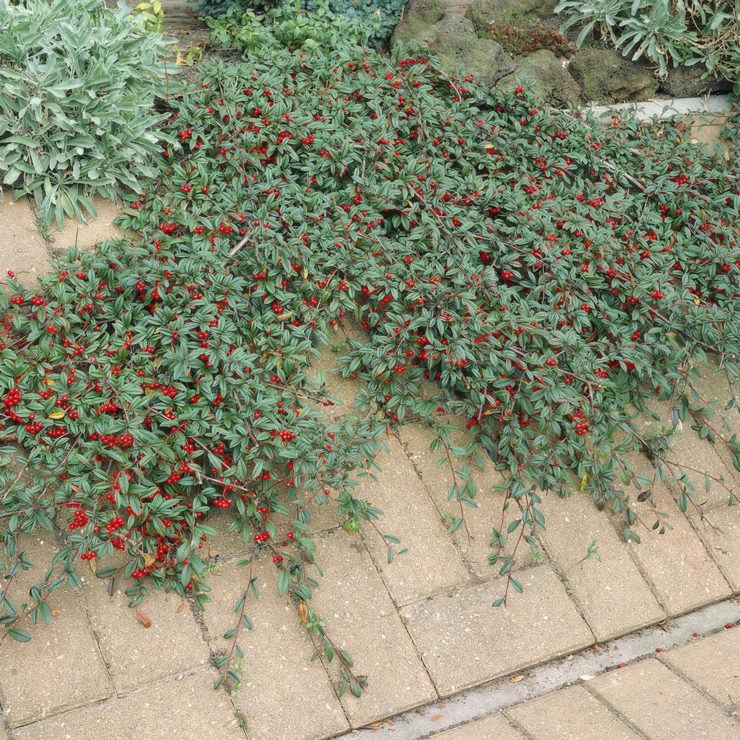 48x Cotoneaster dam. 'Major' - ↕25cm - Ø9cm