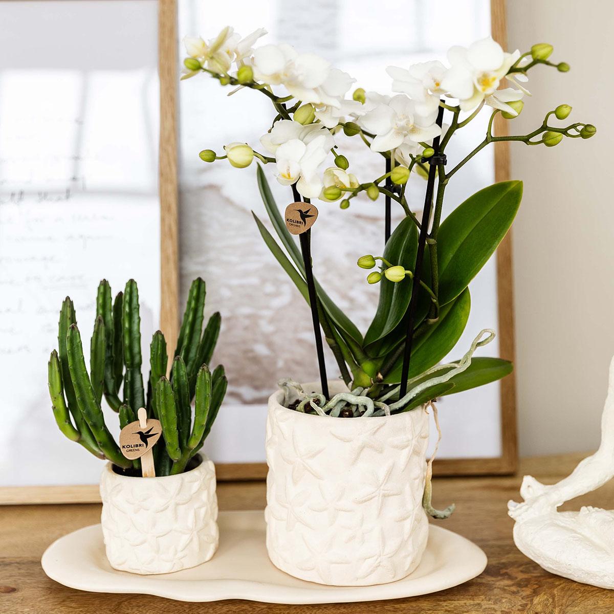 Compagnia di colibrì | Set di piante Star Fish piccolo | Orchidea Phalaenopsis bianca Lausanne e succulente incl. vasi decorativi in ceramica su vassoio biologico bianco