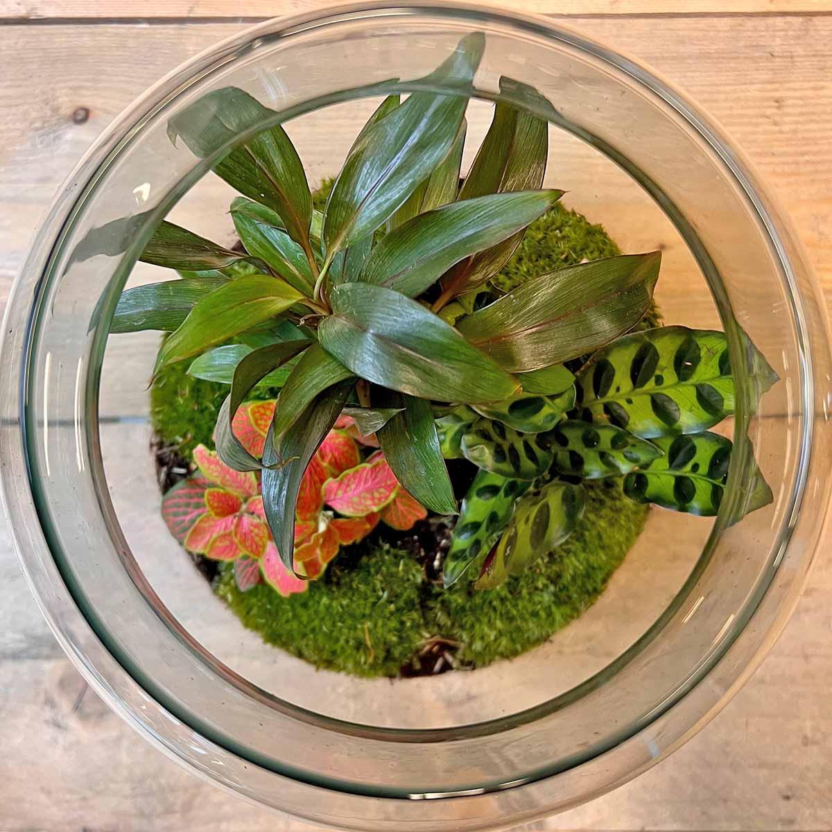 Terrario fai da te - Milky Palm - ↕ 30 cm