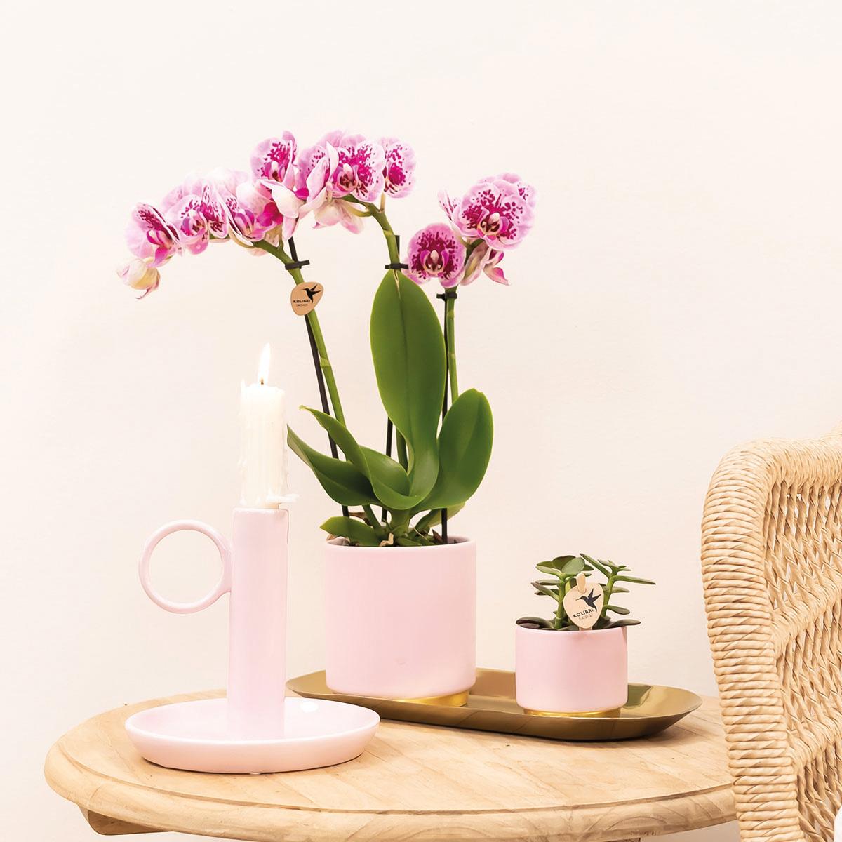 Orchidee colibrì | OFFERTA COMBI di 4 orchidee phalaenopsis rosa viola - El Salvador - dimensioni vaso Ø9 cm | pianta d'appartamento in fiore - fresca dal coltivatore
