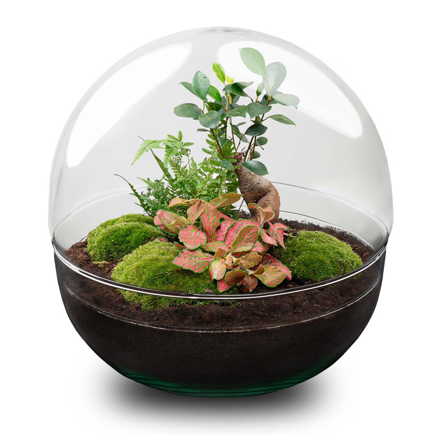 DIY terrarium - Dome XL - Ficus Ginseng Bonsai - ↕ 28 cm - Normal