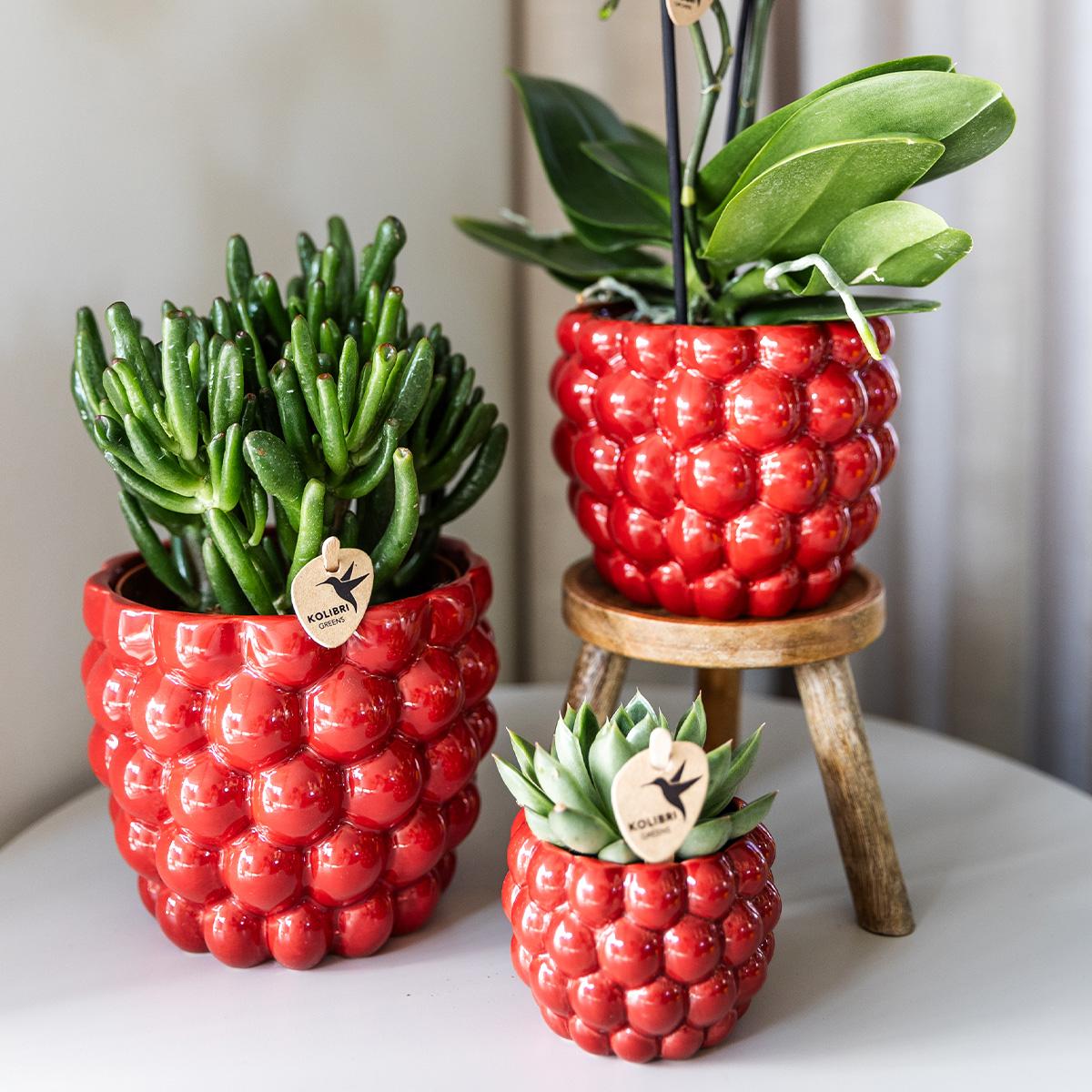 Orchidee Kolibri | orchidea Phalaenopsis rossa – Congo + vaso decorativo Berry – dimensioni del vaso Ø9cm | pianta da appartamento fiorita in un vaso di fiori - fresca dal coltivatore
