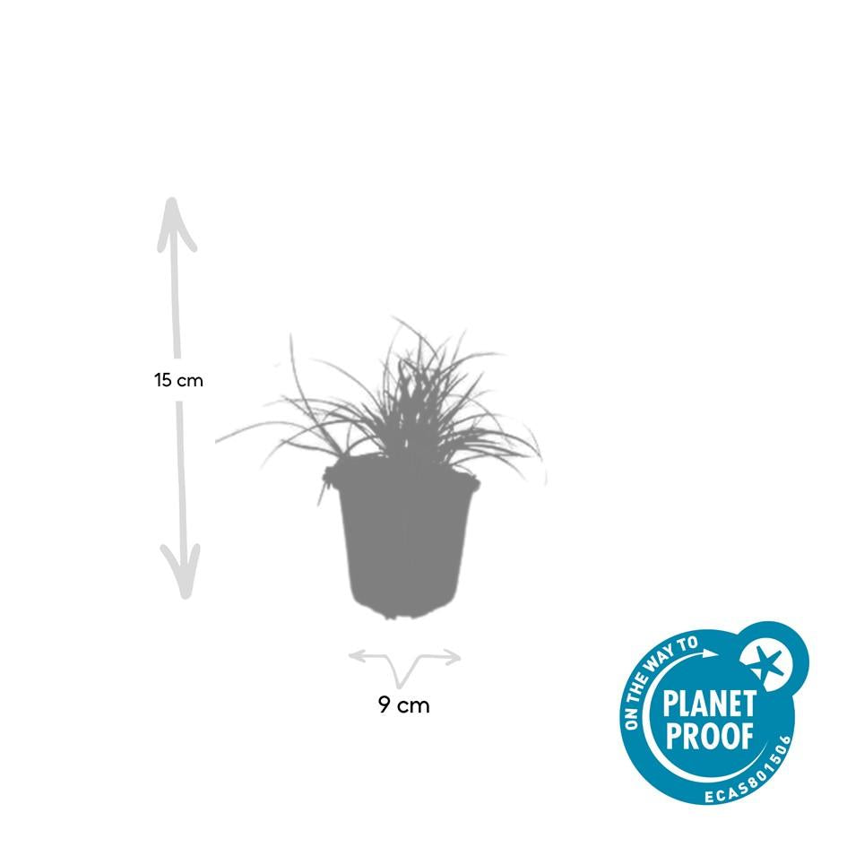 24x Luzula nivea - ↕10-25cm - Ø9cm