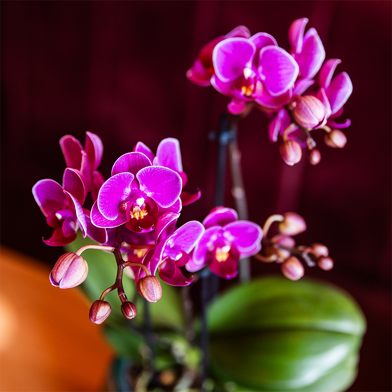 Kolibri Orchids | Paarse orchideeënset in Como dish incl. waterreservoir | twee paarse Morelia orchideeën 9cm