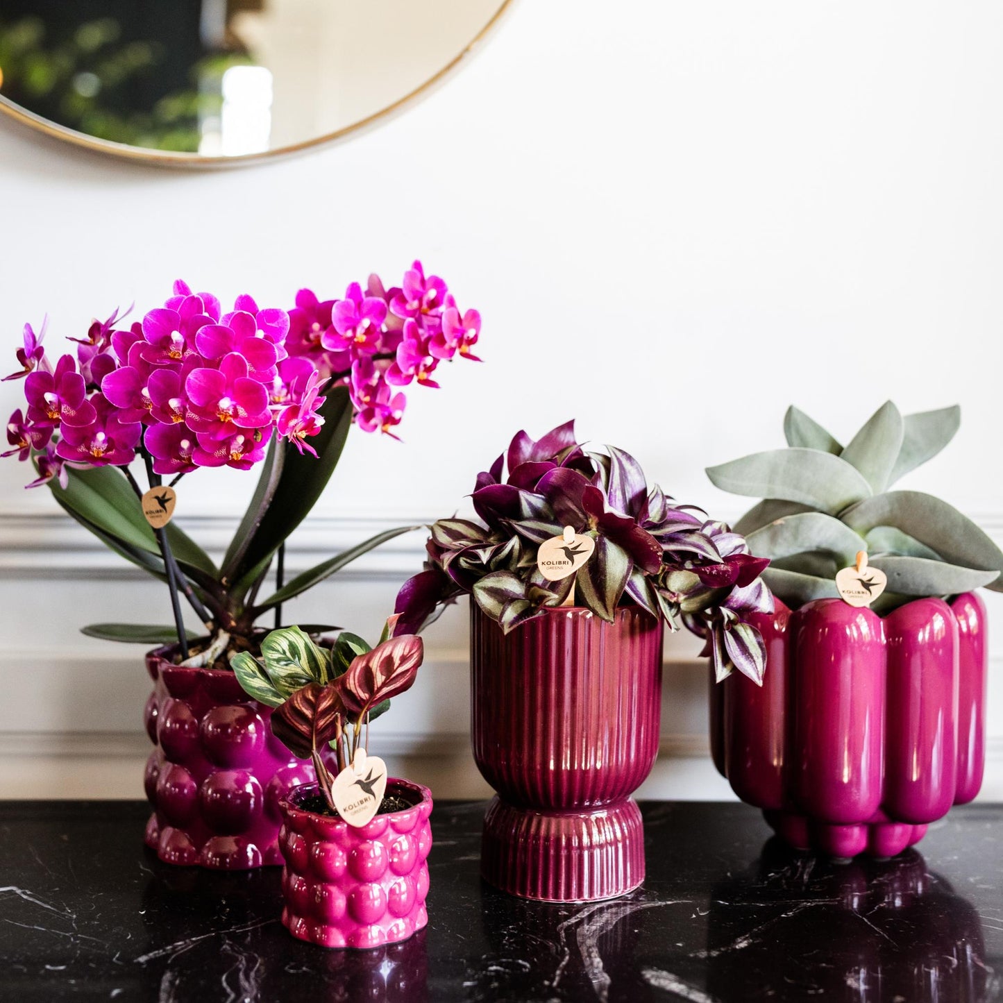 Kolibri Orchids | Orchidea phalaenopsis viola in vaso Ø9cm | Morelia | pianta da appartamento fiorita - fresca dal coltivatore