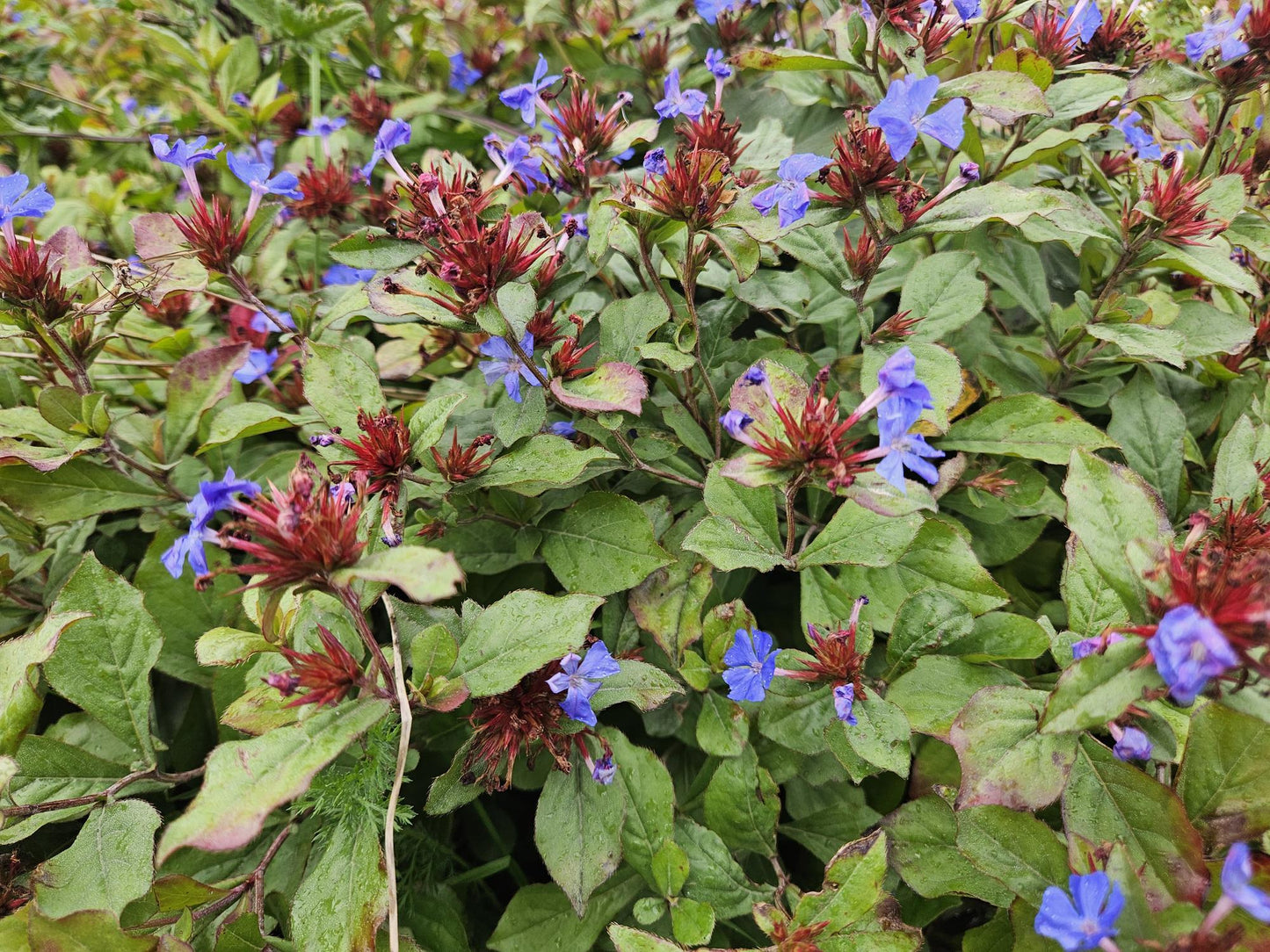 48x Ceratostigma plumbaginoides - ↕10-25cm - Ø9cm