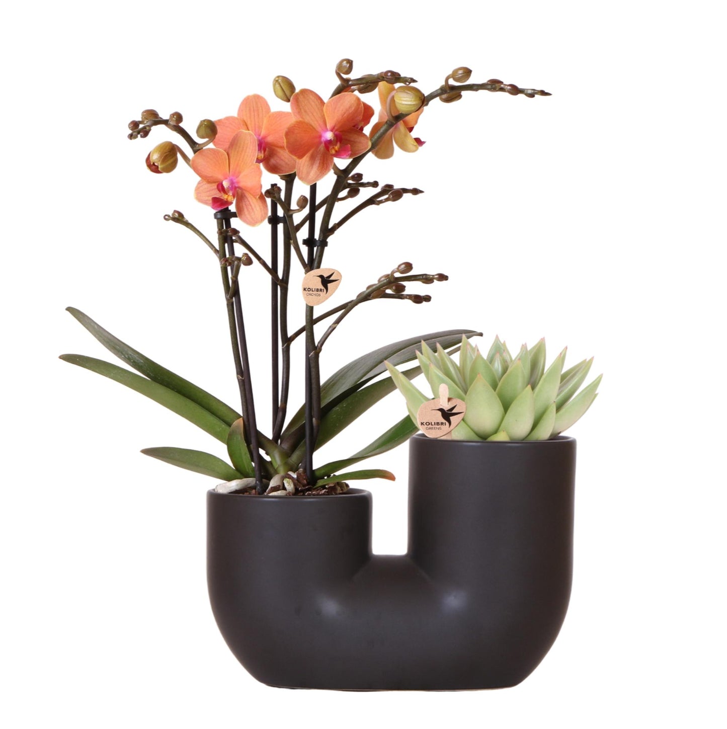 Orchidee colibrì | Set di orchidea arancione Bolzano e succulenta in vaso decorativo Tube nero - dimensioni vaso Ø9cm | pianta d'appartamento in fiore - fresca dal coltivatore