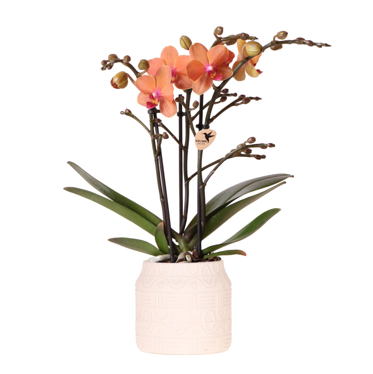 Orchidee colibrì | Orchidea arancione Bolzano + vaso decorativo geroglifico bianco sporco - dimensioni vaso Ø9 cm | pianta d'appartamento in fiore - fresca dal coltivatore
