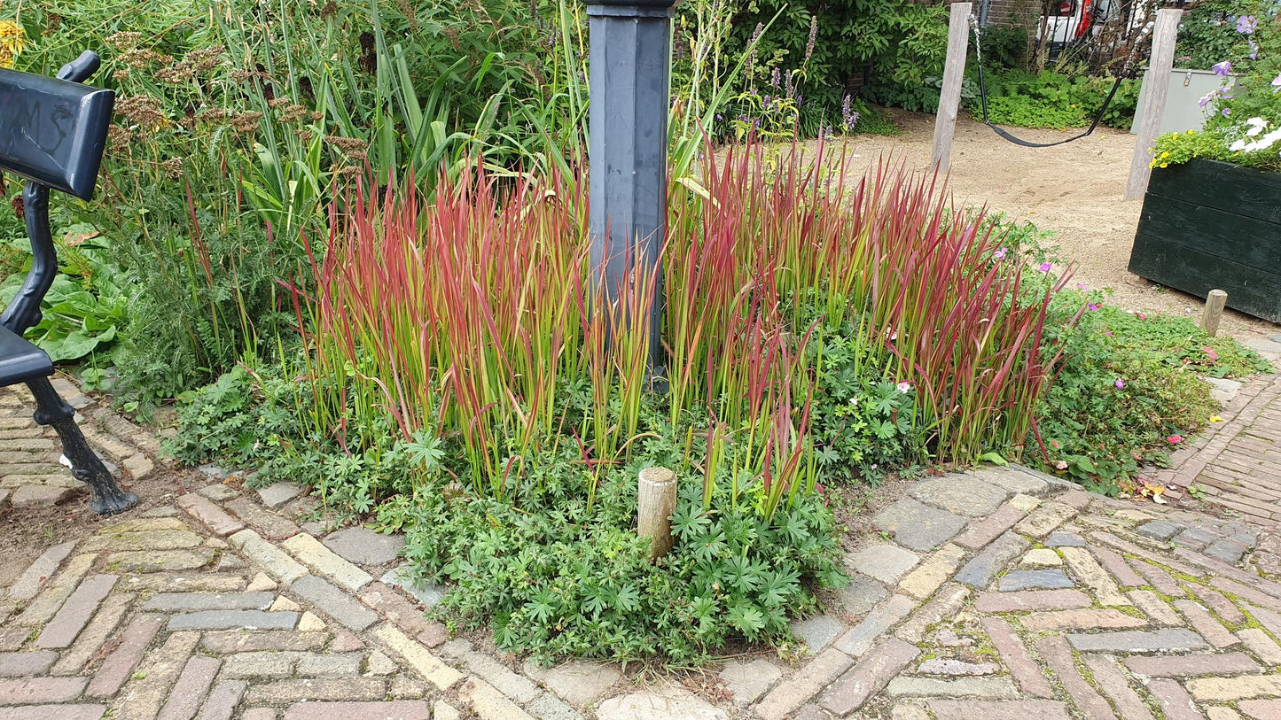 60x Imperata cylindrica 'Red Baron' - ↕10-25cm - Ø9cm