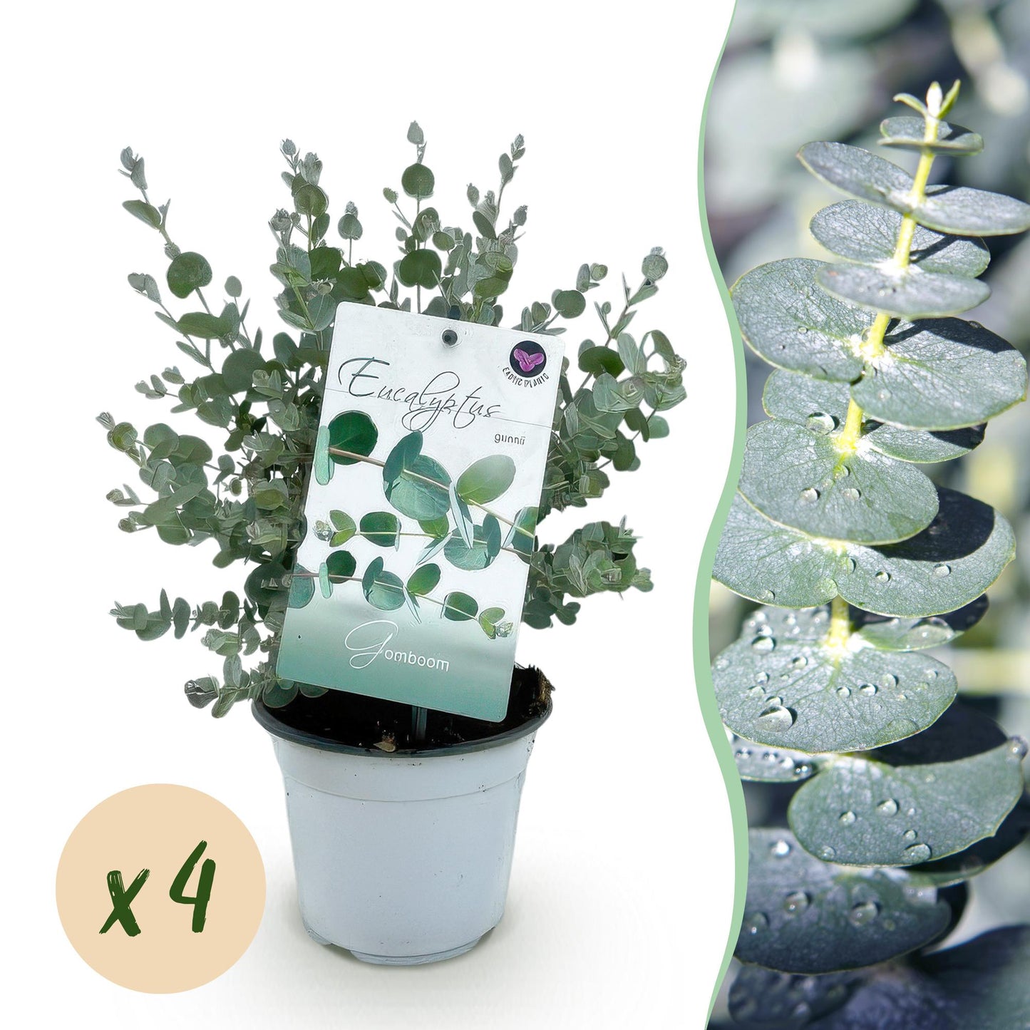 Green boutiQ - Pianta da patio - Eucalipto - Eucalyptus gunni - Grigio - 4 piante - Resistente al freddo - Vaso 14 cm Altezza 30 cm