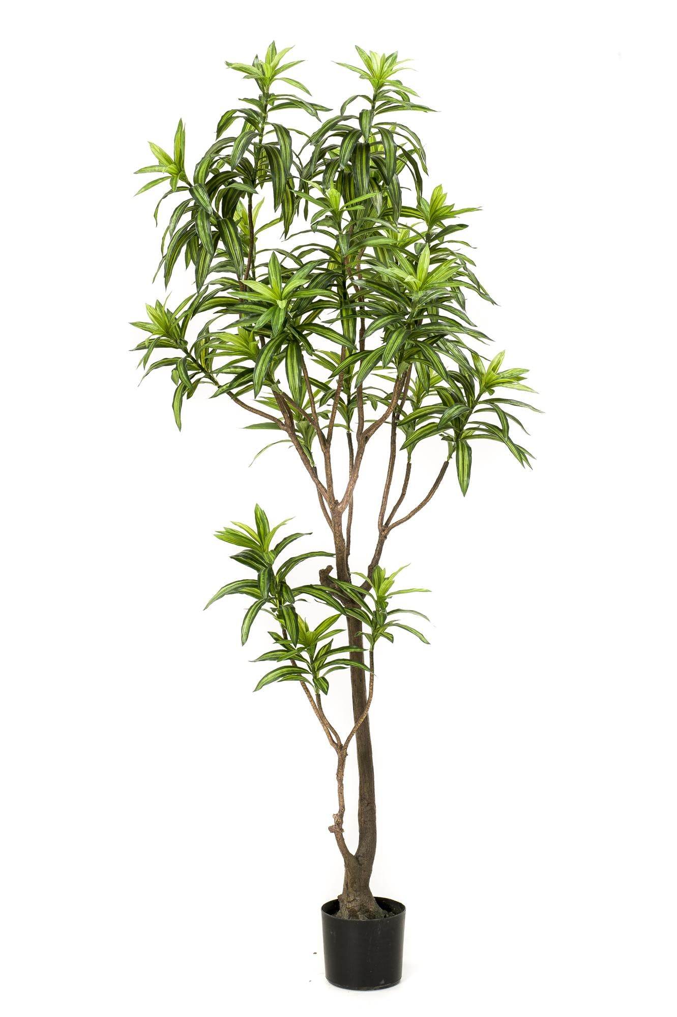 Pianta artificiale - Dracaena - Albero del drago - 190 cm