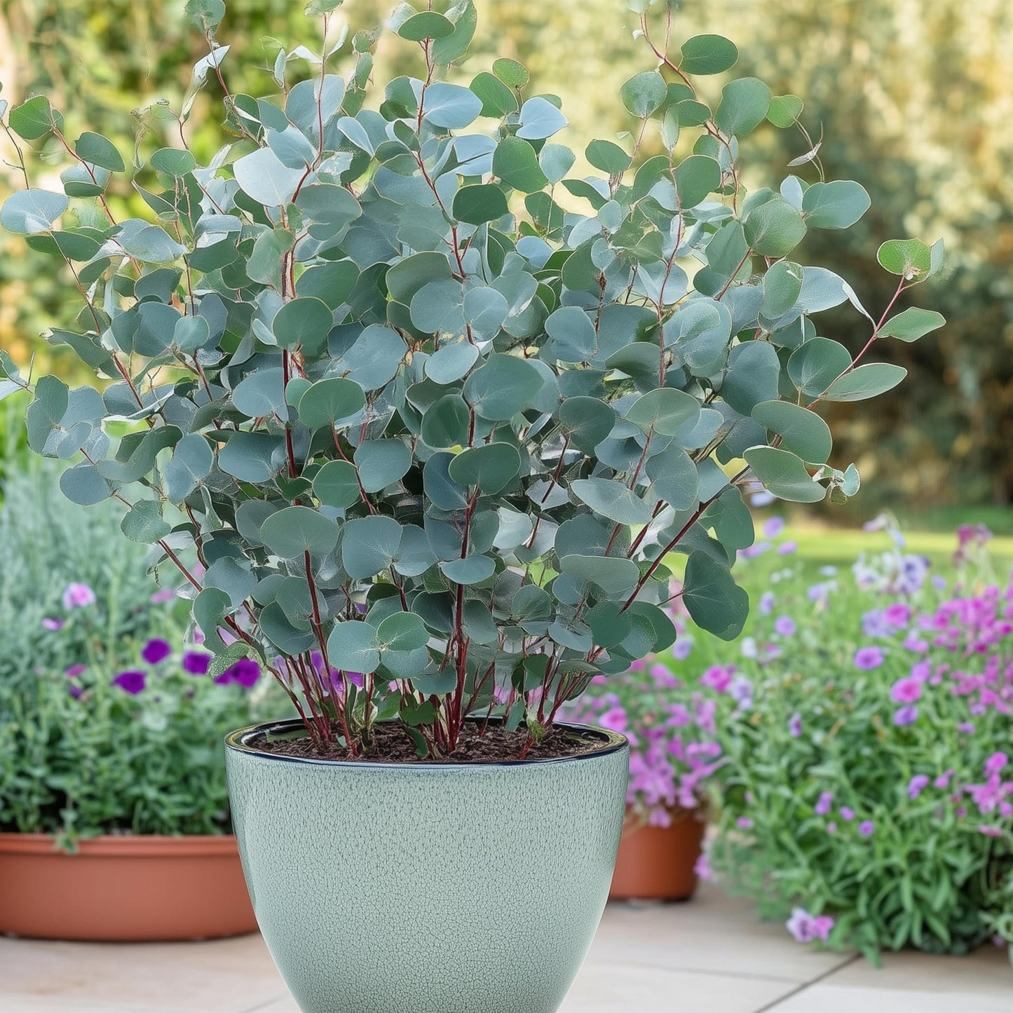 Green boutiQ - Pianta da patio - Eucalipto - Eucalyptus gunni - Grigio - 4 piante - Resistente al freddo - Vaso 14 cm Altezza 30 cm