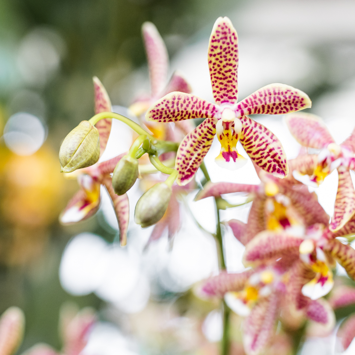 Orchidee colibrì | Orchidea 'Spider' arancione + vaso decorativo Mosa Orange - Dimensioni del vaso Ø9 cm | Pianta da appartamento fiorita - Fresca dal coltivatore