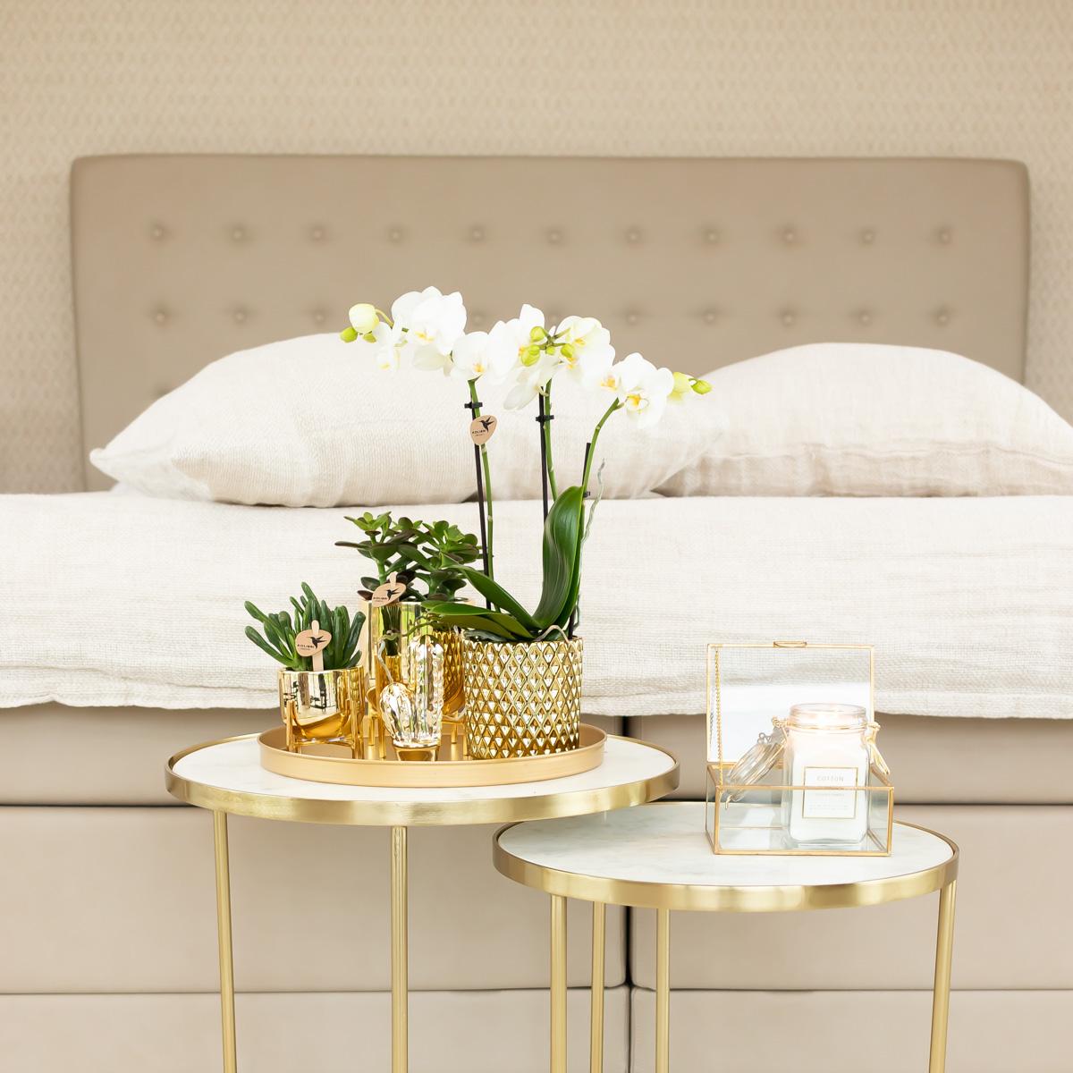 Kolibri Orchids | orchidea Phalaenopsis bianca – Amabilis + vaso decorativo Diamond color oro – dimensioni del vaso Ø9cm | pianta da appartamento fiorita in vaso - fresca dal coltivatore