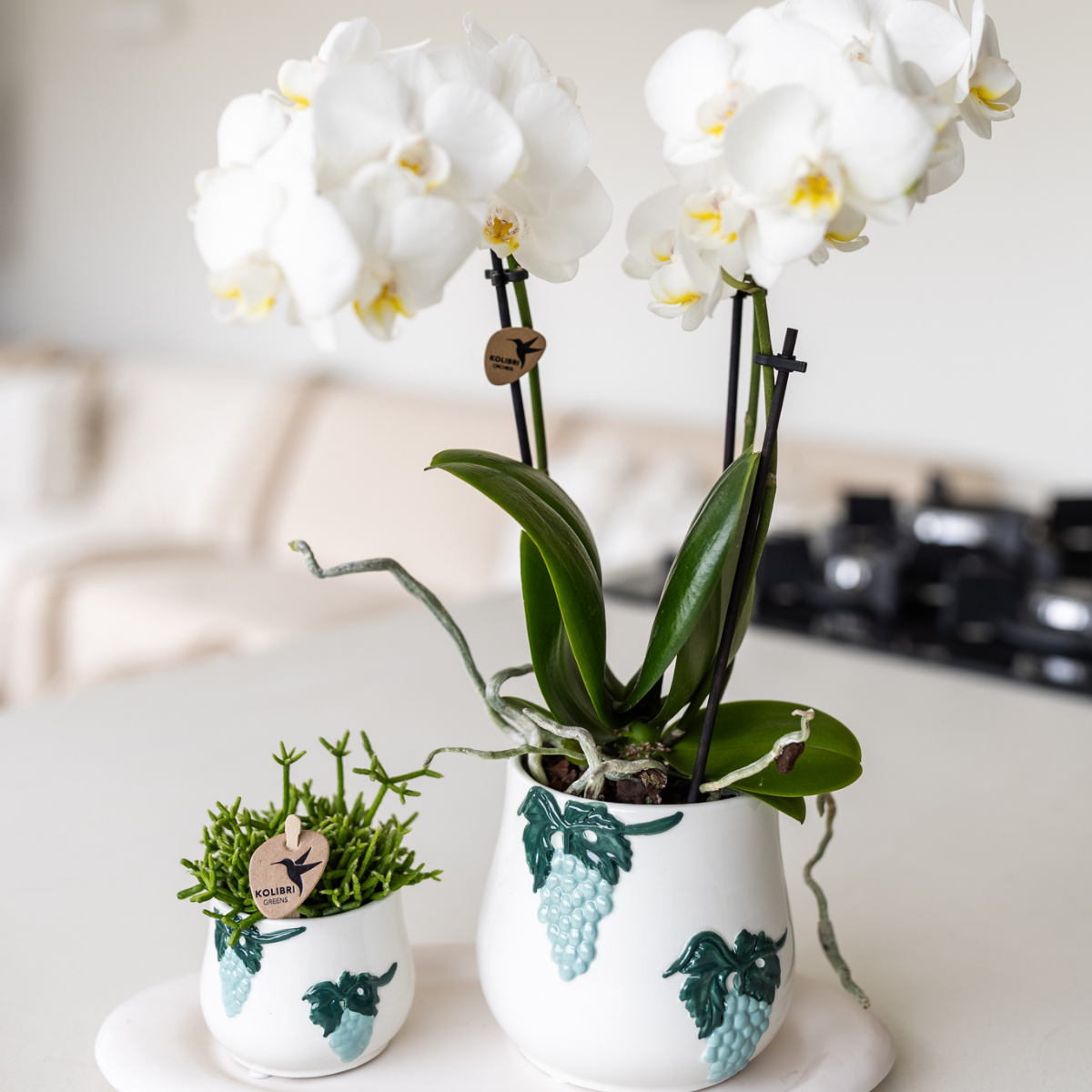 Kolibri Orchids | orchidea Phalaenopsis bianca in vaso Ø9cm | Amabilis | pianta da appartamento fiorita - fresca dal coltivatore