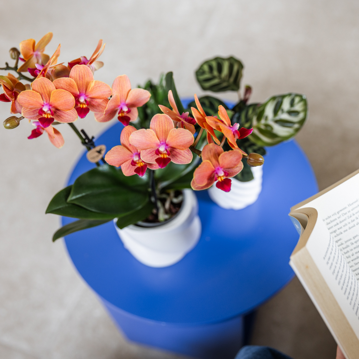 Orchidee colibrì | OFFERTA COMBI di 4 orchidee Phalaenopsis arancioni - Bolzano - dimensioni vaso Ø9cm | pianta d'appartamento in fiore - fresca dal coltivatore