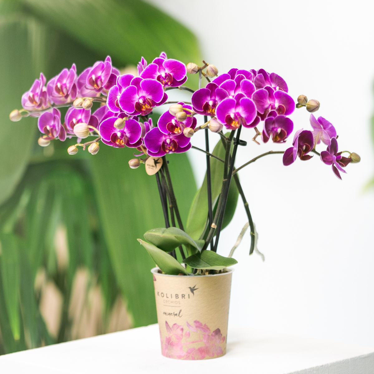 Kolibri Orchids | Orchidea phalaenopsis viola in vaso Ø9cm | Morelia | pianta da appartamento fiorita - fresca dal coltivatore