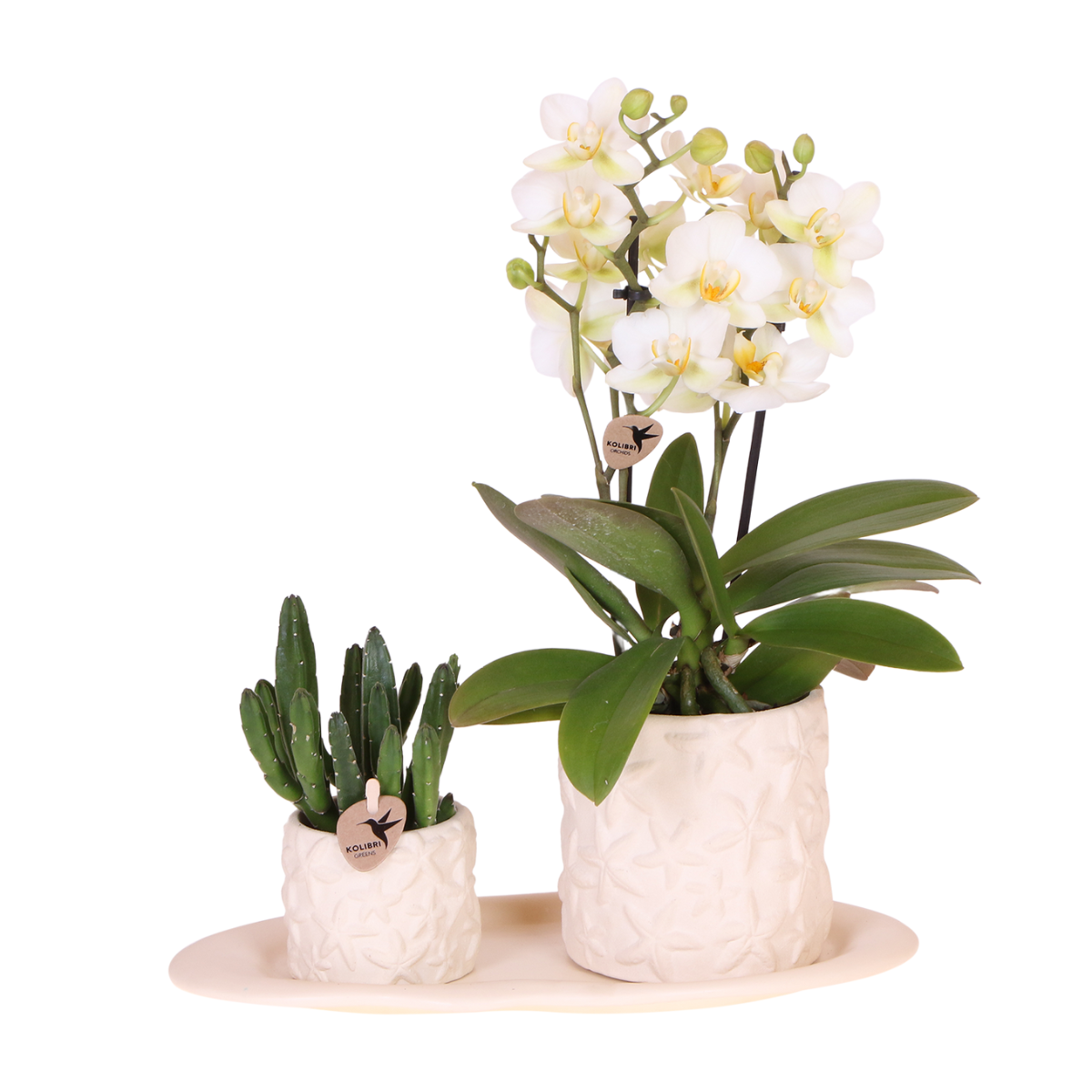 Compagnia di colibrì | Set di piante Star Fish piccolo | Orchidea Phalaenopsis bianca Lausanne e succulente incl. vasi decorativi in ceramica su vassoio biologico bianco
