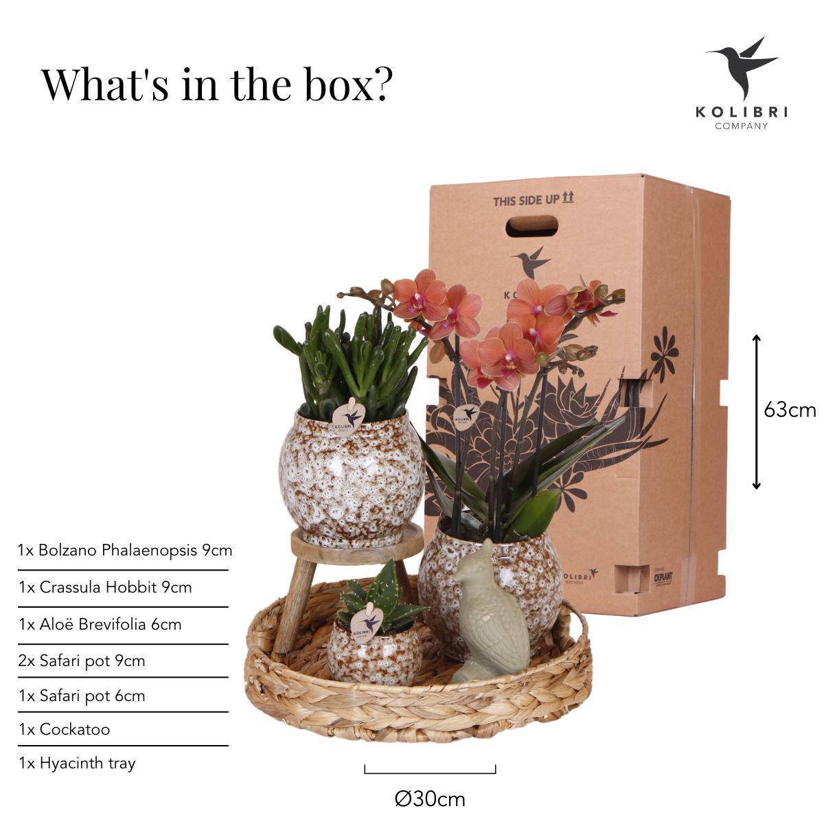 Compagnia di colibrì | Set regalo Natura selvaggia | Set di piante con orchidea Phalaenopsis rossa e piante grasse, incl. vasi decorativi in ceramica