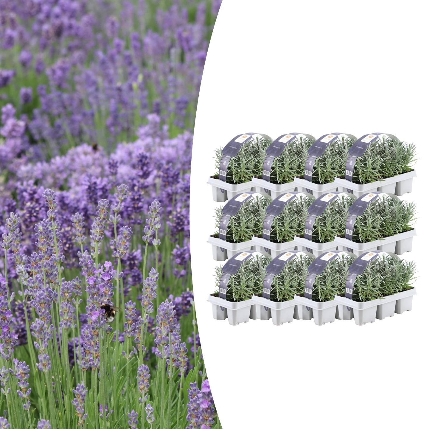Confezione da 12 x 6 Lavanda angustifolia - Ø7 cm - ↕15 cm