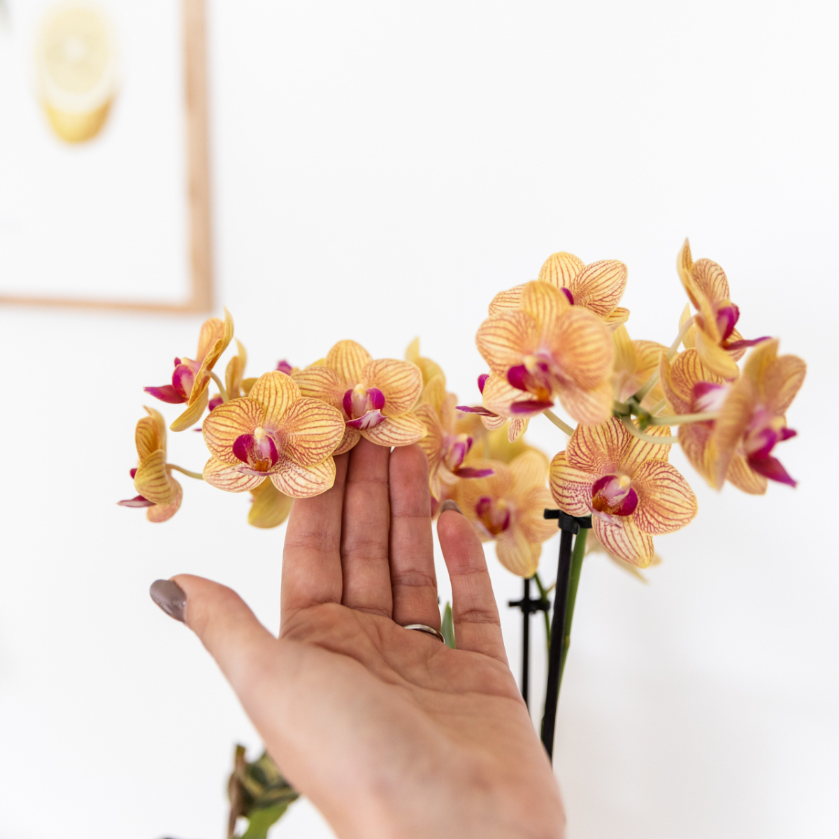 Kolibri Orchids | Orchidea Phalaenopsis Arancione - Giamaica + Vaso a Strisce Dipinte Arancione - Dimensioni del Vaso Ø9cm | Pianta da Appartamento Fiorita - Fresca dal Coltivatore