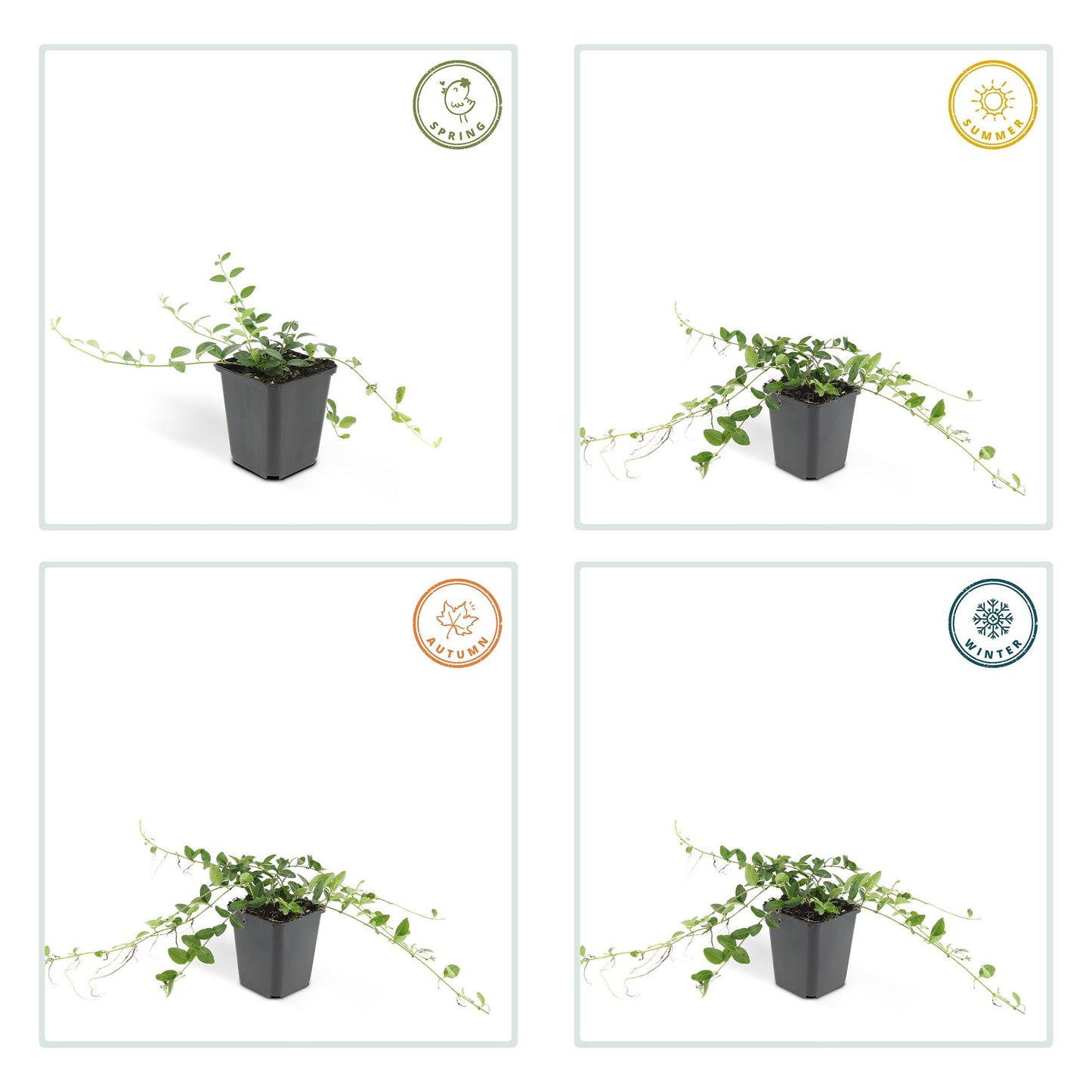 60x Vinca minor 'Alba' - ↕10-25cm - Ø9cm