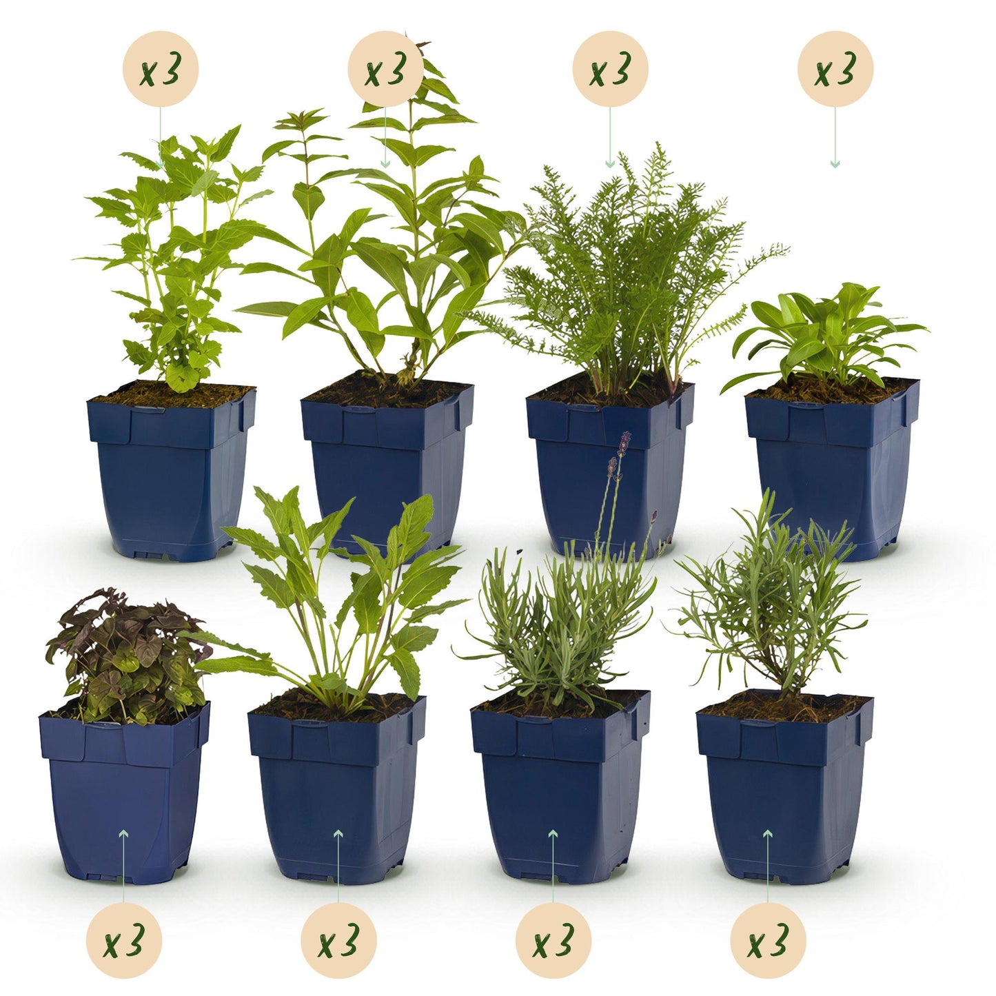 Green boutiQ - Confezione da bordura - Profumata - 24 piante perenni - 3 m2 - Vari colori - Bassa manutenzione - Vaso 11 cm