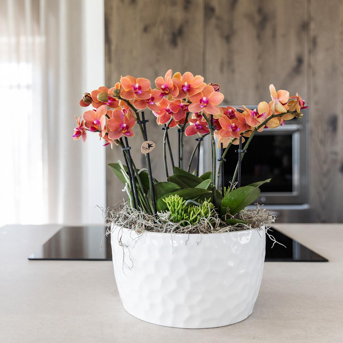 Orchidee colibrì | set di piante d'arancio in vaschetta per miele, incl tre orchidee arancioni Bolzano 9cm e tre piante verdi | Jungle Bouquet arancione con riserva d'acqua autosufficiente