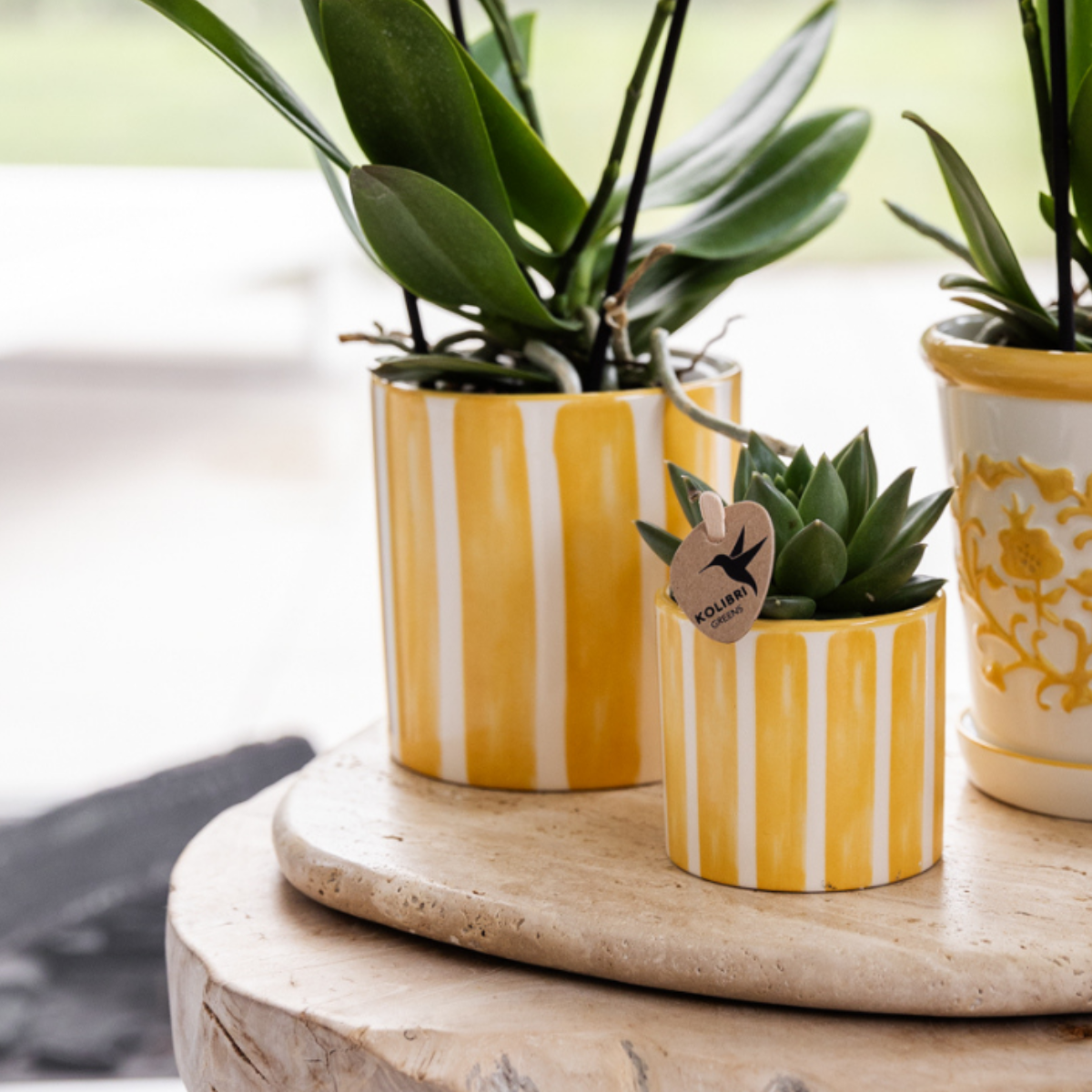 Compagnia di colibrì | Set regalo Tramonto Mediterraneo | Set di piante con orchidea Phalaenopsis Lausanne bianca e piante grasse, incl. vasi decorativi in ceramica