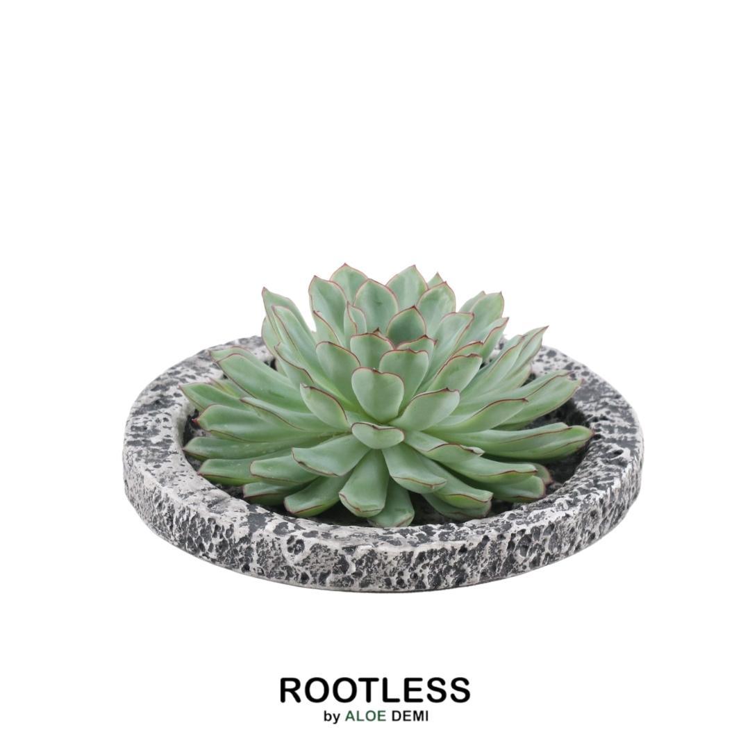 SENZA RADICE Succulente Echeveria Pulidonis in ciotola 'Concrete' Ø20 cm - ↕5 cm
