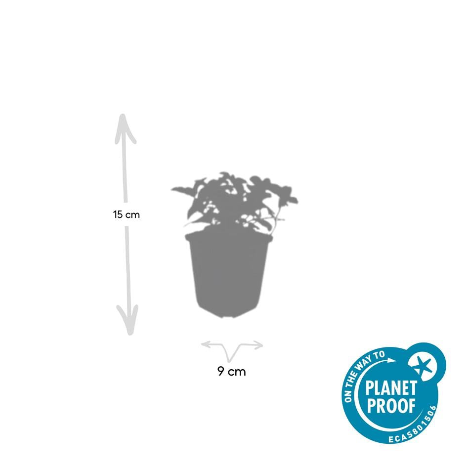24x Cornus canadensis - ↕10-25cm - Ø9cm