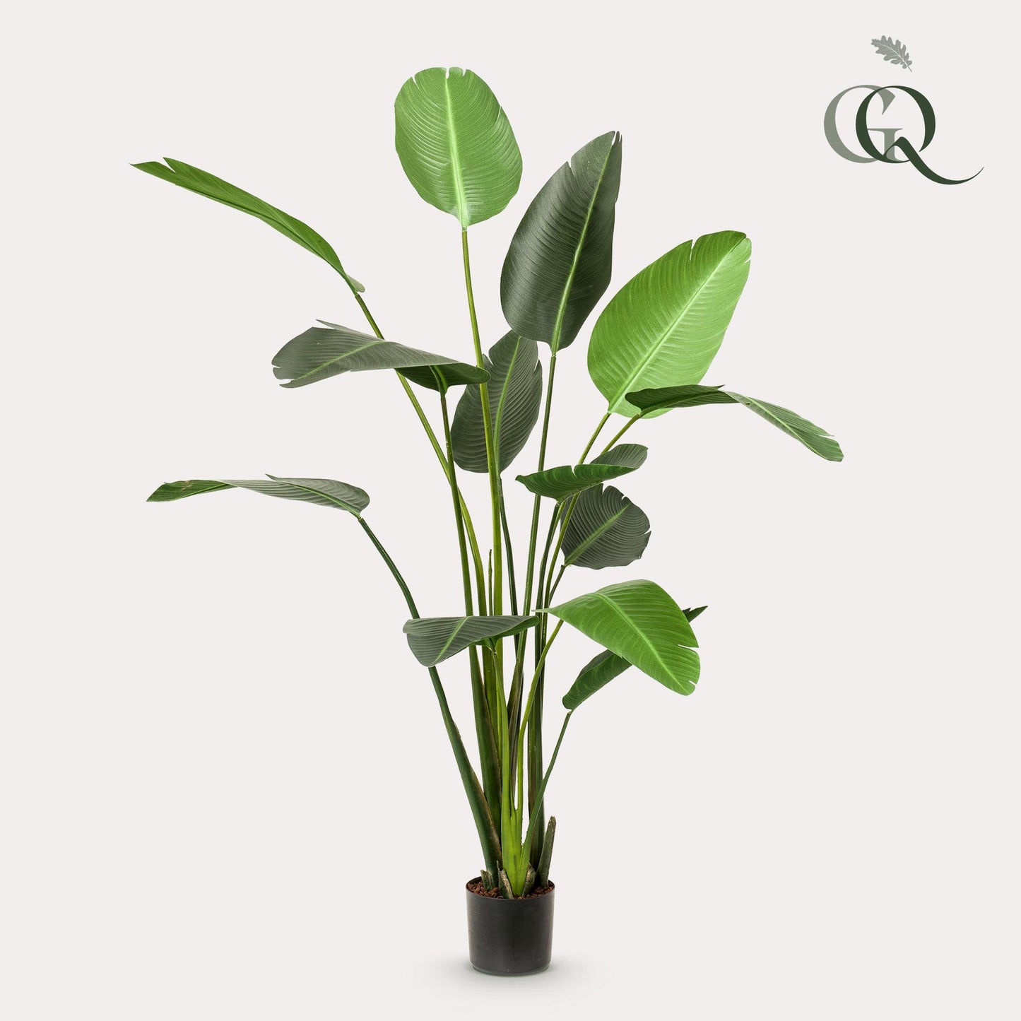 Artificial plant - Strelitzia Nicolai - Bird of Paradise flower - 230cm