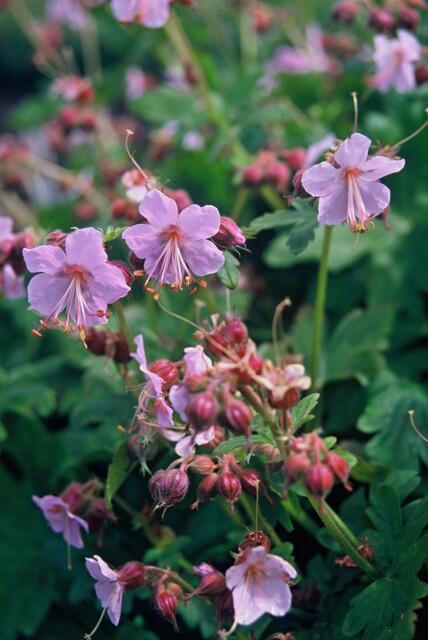 48x Geranium macrorrhizum - ↕10-25cm - Ø9cm