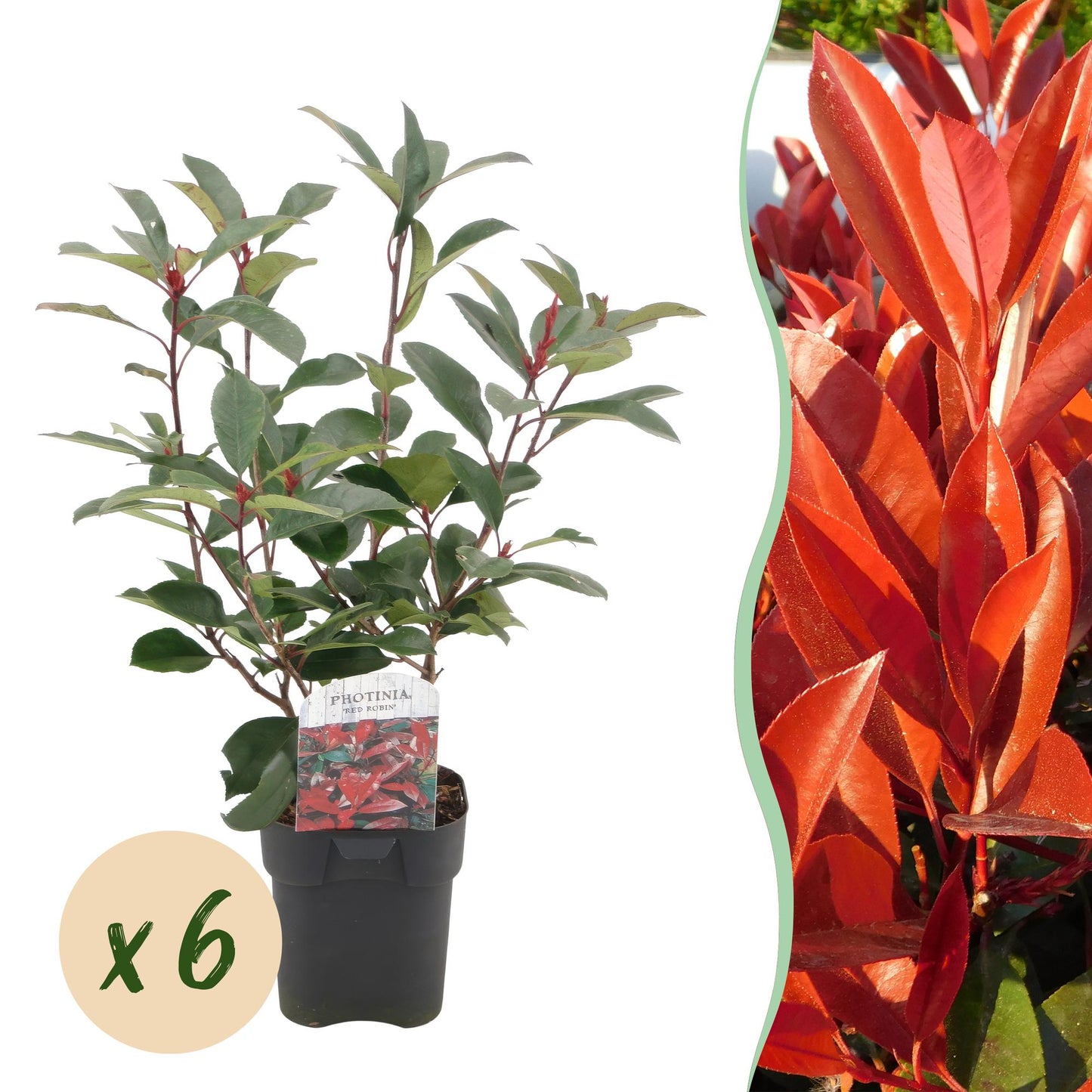 Green boutiQ - Piante da siepe - Photinia fraseri Red Robin - verde rosso - 6 piante - 1 metro lineare - sempreverde - vaso 17cm altezza 50cm