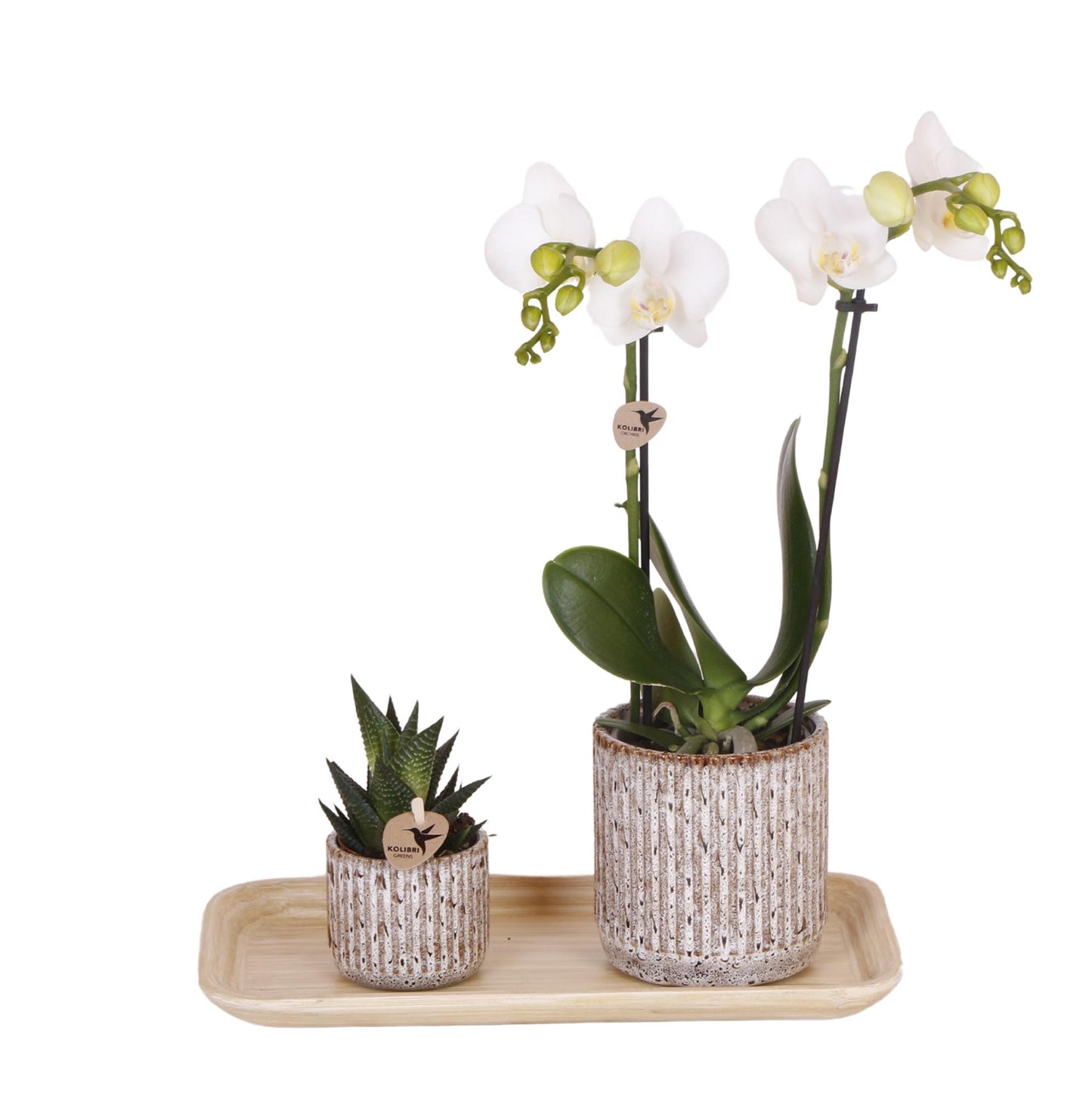 Orchidee colibrì | Set di piante Untamed Nature piccolo | Piante verdi con orchidea Phalaenopsis in vasi decorativi Jaguar e vassoio in bambù