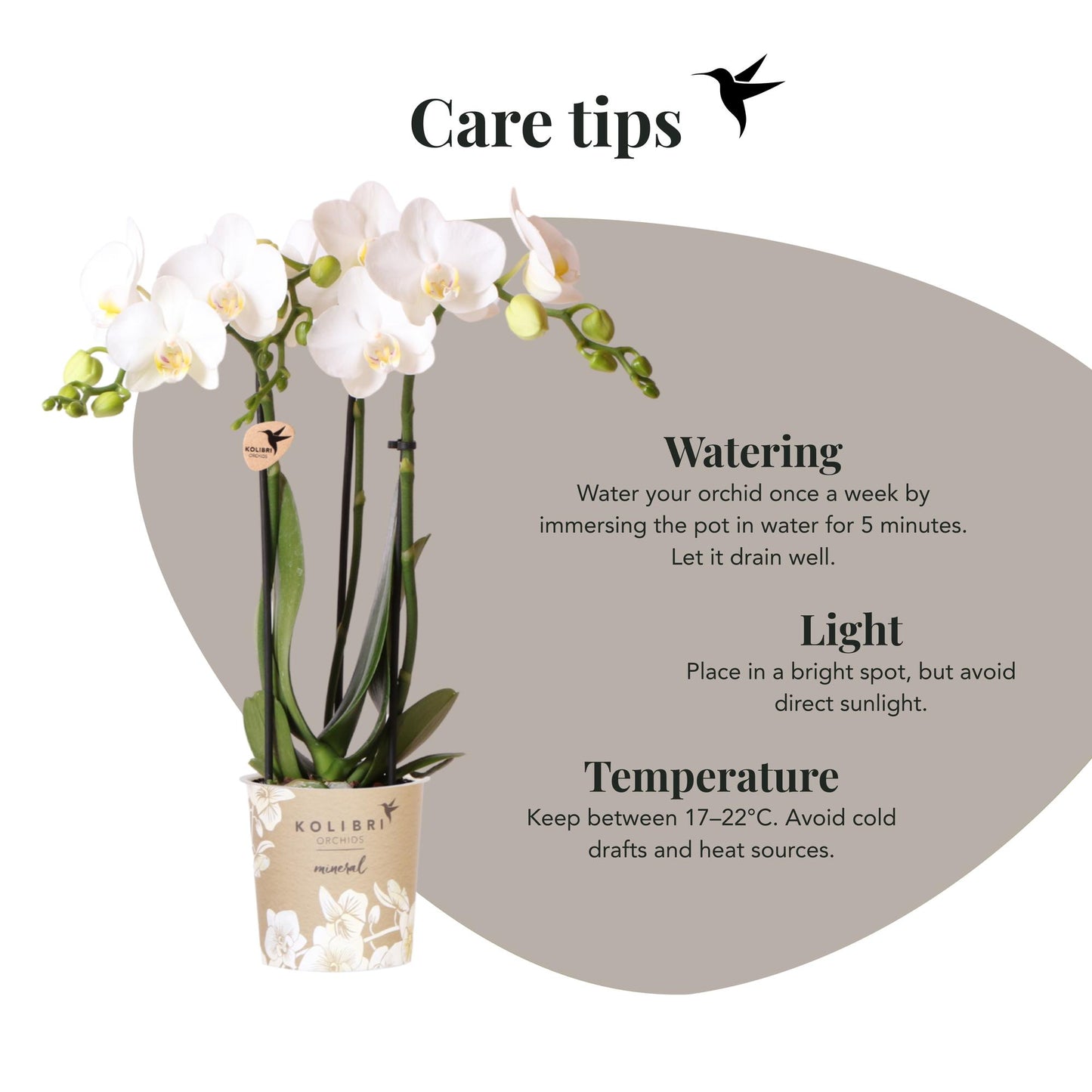 Kolibri Orchids | orchidea Phalaenopsis bianca in vaso Ø9cm | Amabilis | pianta da appartamento fiorita - fresca dal coltivatore