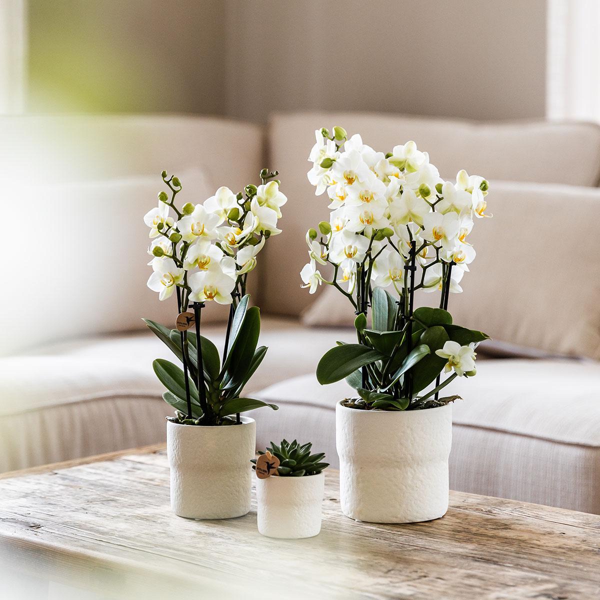 Orchidee colibrì | Orchidea Phalaenopsis bianca - Losanna - dimensioni vaso Ø12cm | pianta d'appartamento in fiore - fresca dal coltivatore