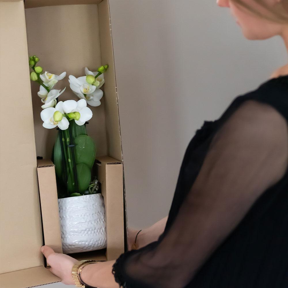 Kolibri Orchids | orchidea Phalaenopsis bianca – Amabilis + vaso decorativo Diamond color oro – dimensioni del vaso Ø9cm | pianta da appartamento fiorita in vaso - fresca dal coltivatore