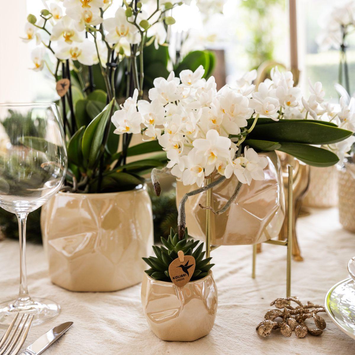 Orchidee colibrì | Orchidea bianca 'Nazaré' + vaso decorativo perlato in travertino - dimensioni vaso Ø9 cm | pianta d'appartamento in fiore - fresca dal coltivatore
