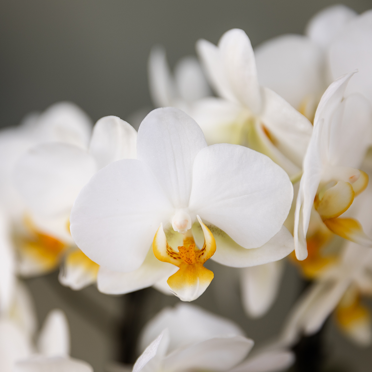 Kolibri Orchids - Mix di scatole a sorpresa - scatola vantaggiosa per le piante - scatola a sorpresa con 2 diverse orchidee da 9 cm - fresche dal coltivatore