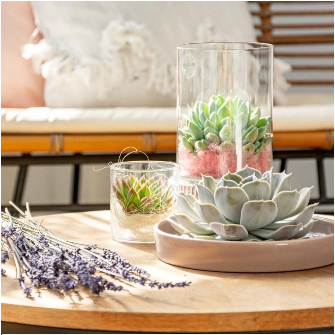 SENZA RADICE Succulente Echeveria Pulidonis in ciotola 'tortora' Ø20 cm - ↕5 cm