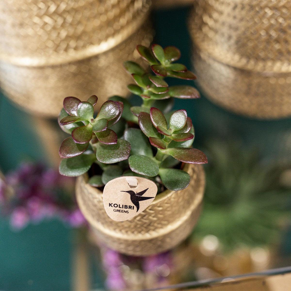 Kolibri Company - Set di piante Groove gold | Set con orchidea Phalaenopsis bianca Amabilis Ø9cm e pianta verde Succulente Aloe Brevifolia Ø6cm | incl. vasi decorativi in ceramica dorata