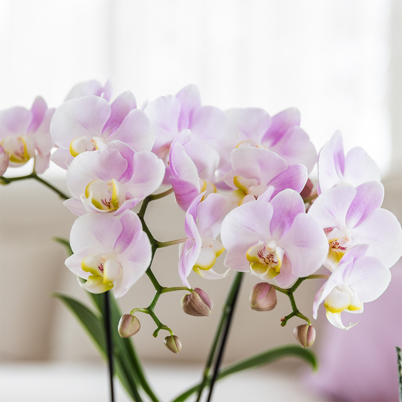 Kolibri Orchids | COMBI DEAL of 2 Phalaenopsis orchids - Portugal - pot size Ø9cm | flowering houseplant - fresh from the grower