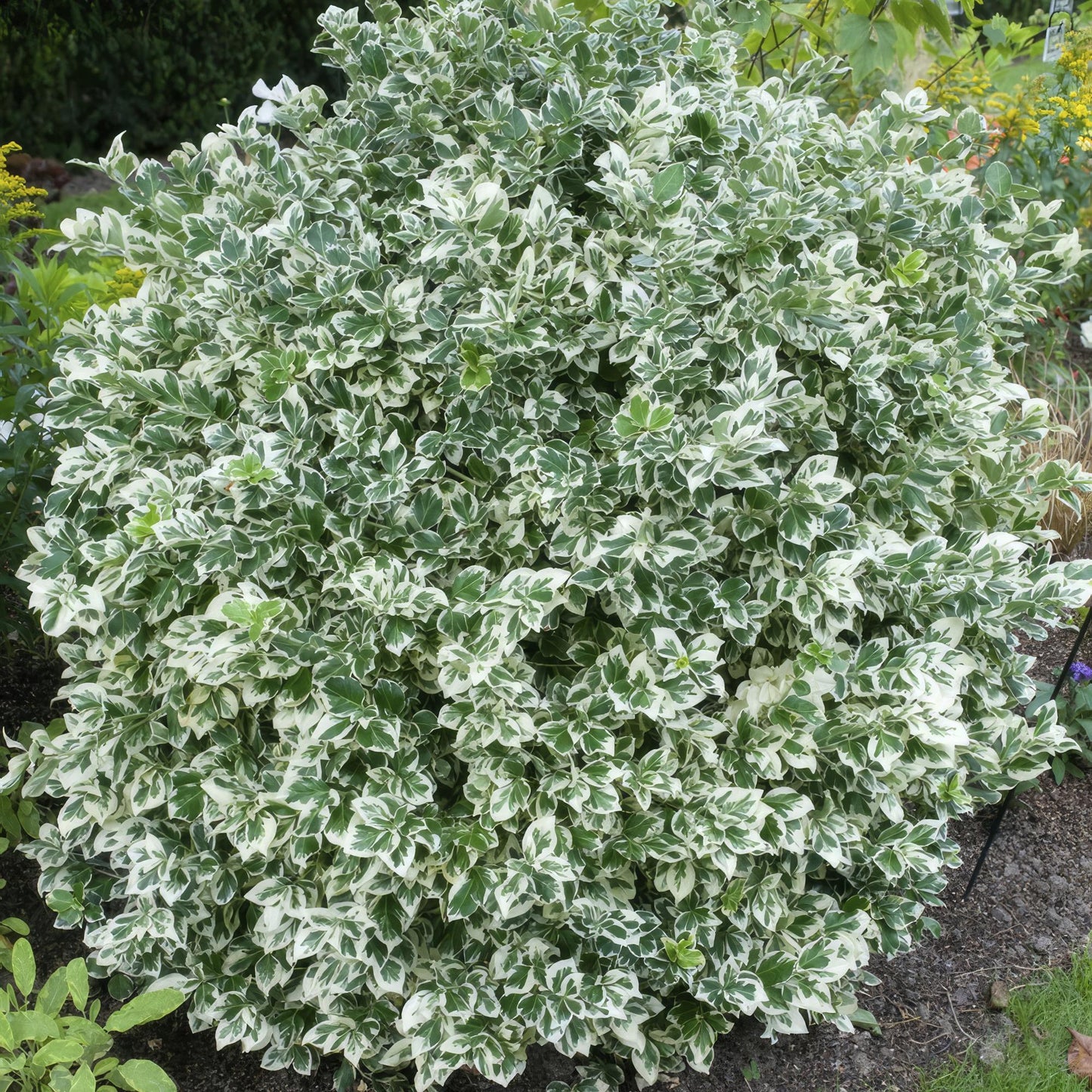 60x Euonymus forte. 'Emerald Gaiety' - ↕10-25cm - Ø9cm