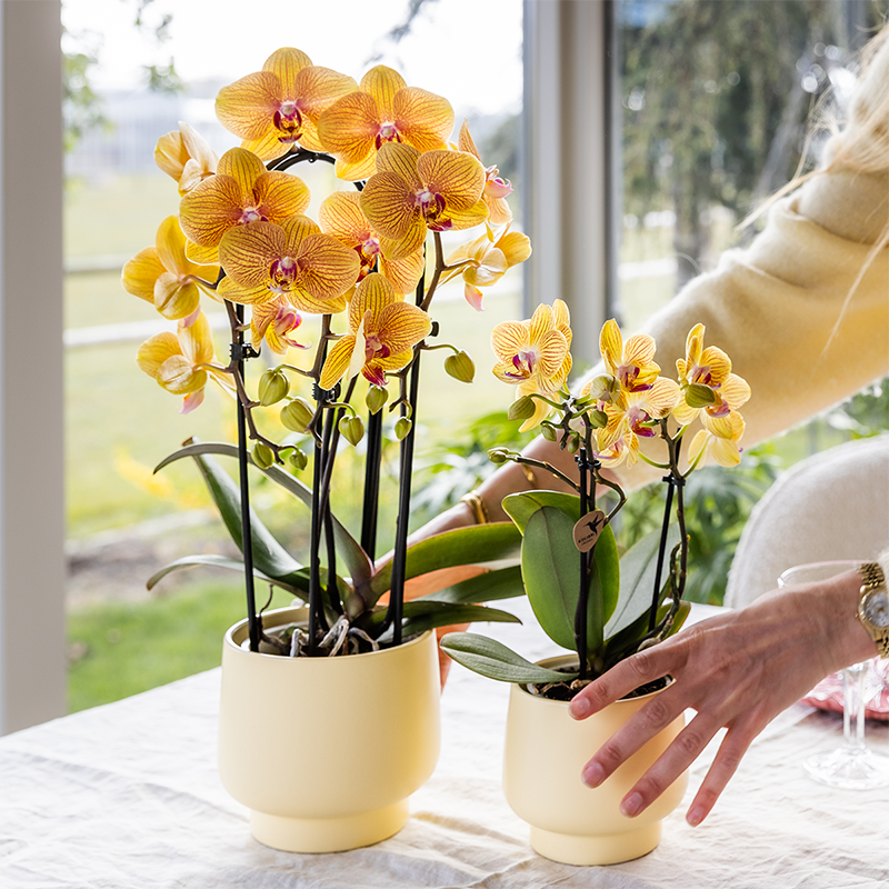 Orchidee colibrì | Orchidea phalaenopsis arancione in vaso Ø12cm | Sunny Bunny | pianta da appartamento fiorita - fresca dal coltivatore